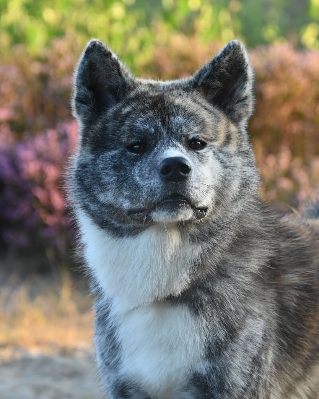 Prive training voor honden omgeving Soest